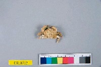 藏品(脆弱暴蟹)的圖片